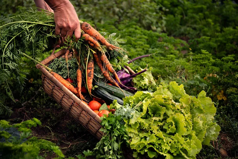 Oogst zelf je groenten - volwassenen (€/ maand, Kostendekkende prijs)